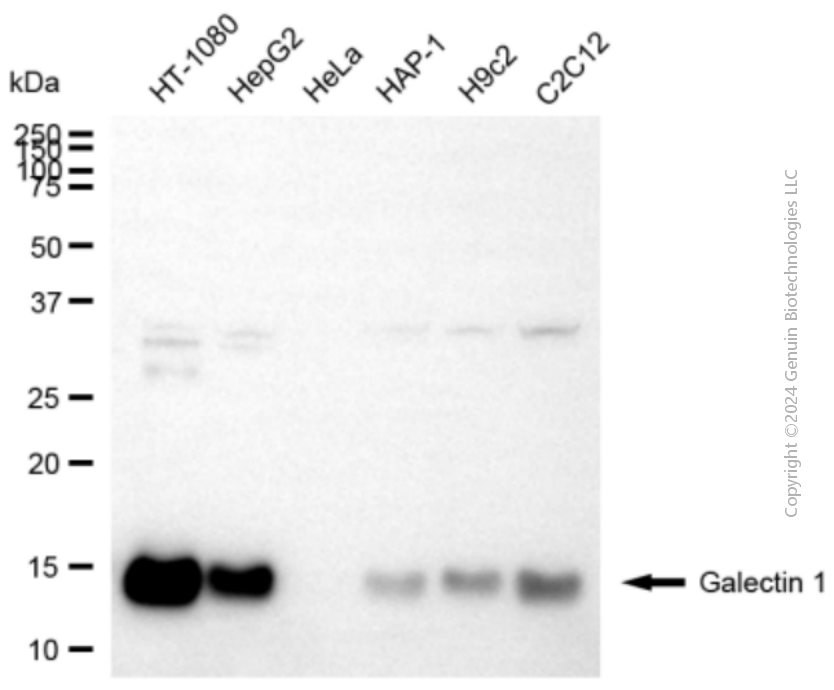 LGALS1 antibody