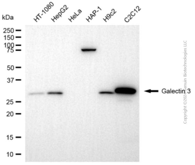 LGALS3 antibody
