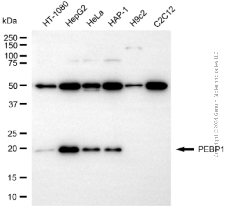 PEBP1 antibody
