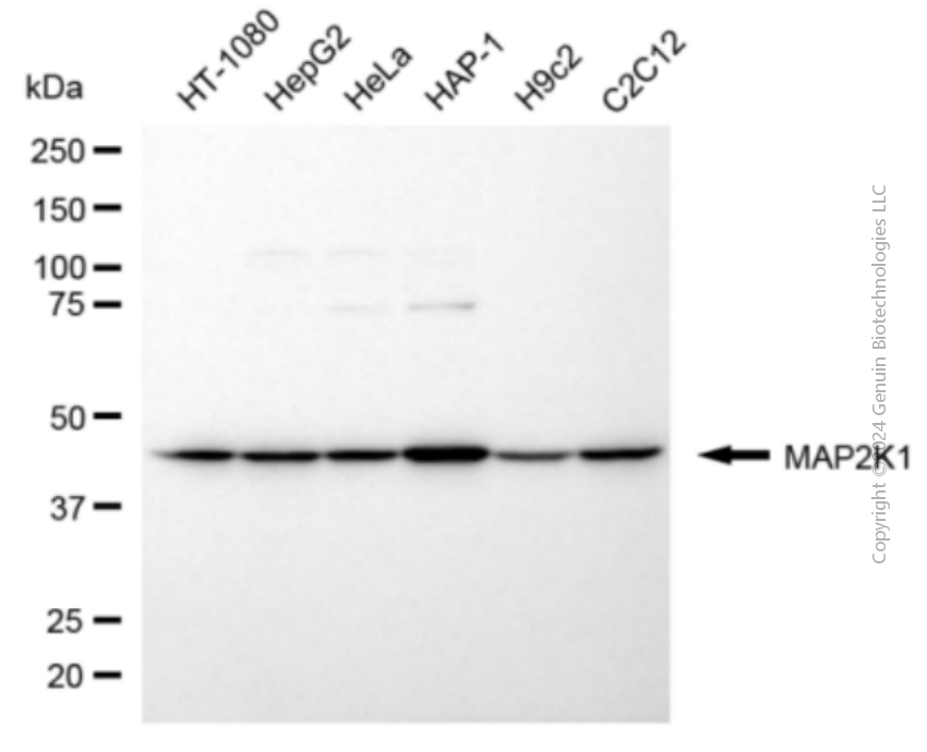 MAP2K1 antibody