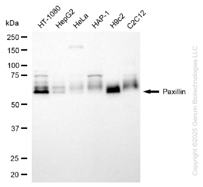 PXN antibody