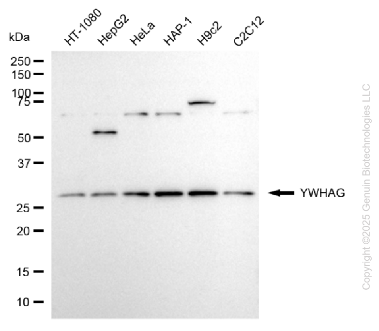 YWHAG antibody