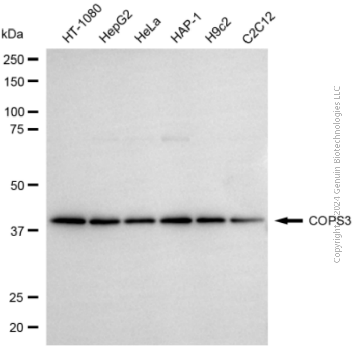 COPS3 antibody