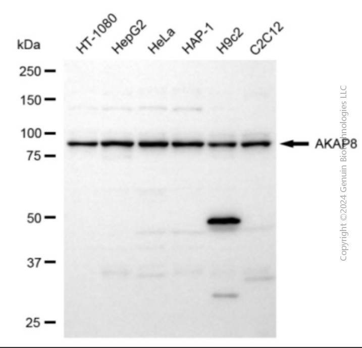 AKAP8 antibody