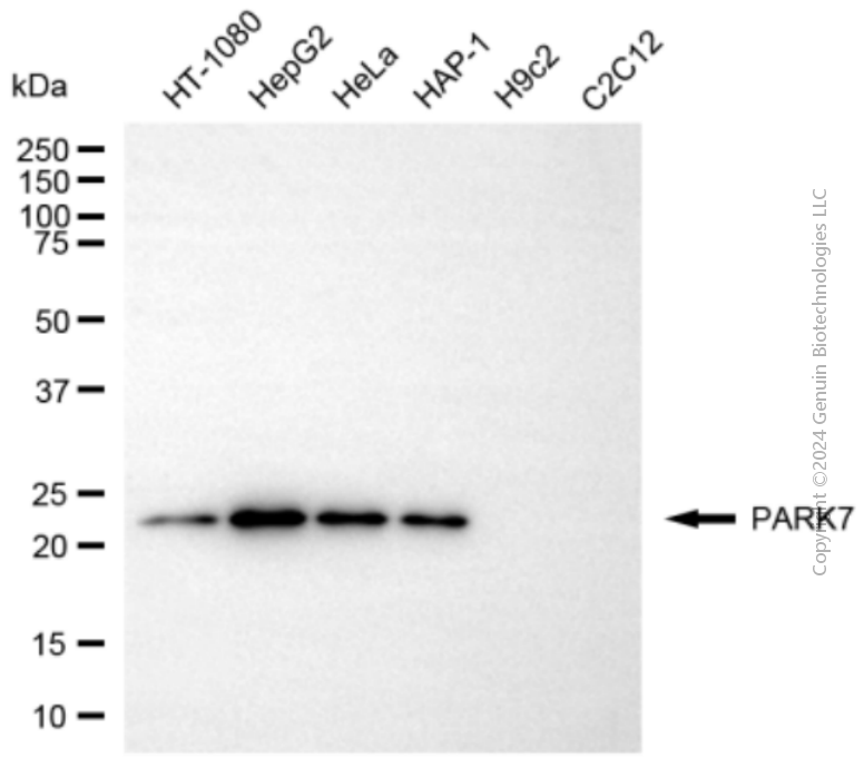 PARK7 antibody
