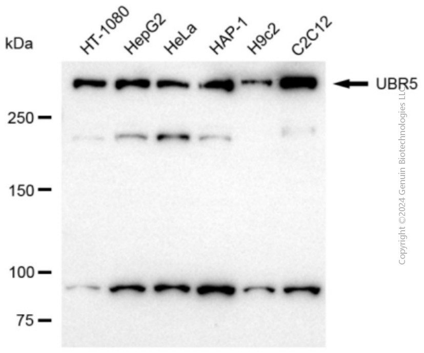 UBR5 antibody