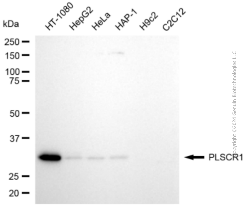 PLSCR1 antibody