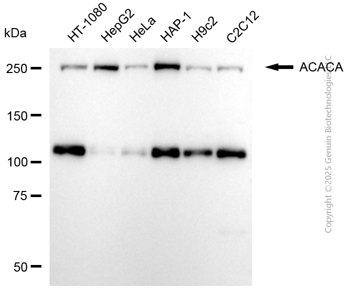ACACA antibody
