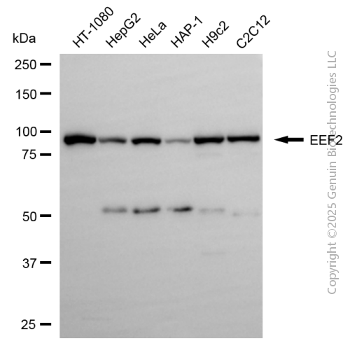 EEF2 antibody