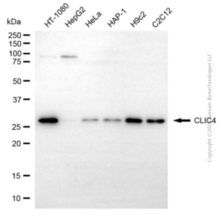 CLIC4 antibody