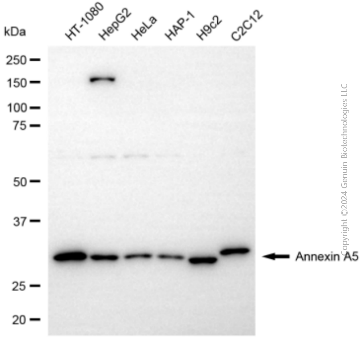 ANXA5 antibody