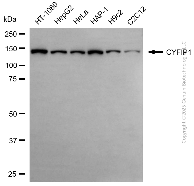 CYFIP1 antibody