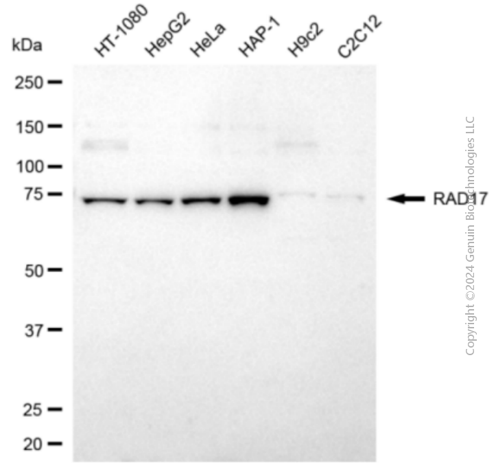 RAD17 antibody