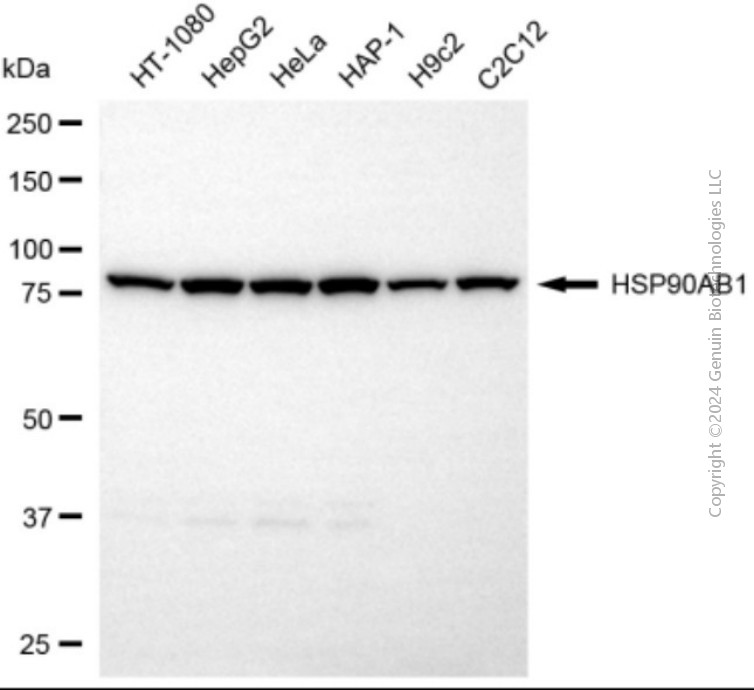 HSP90AB1 antibody
