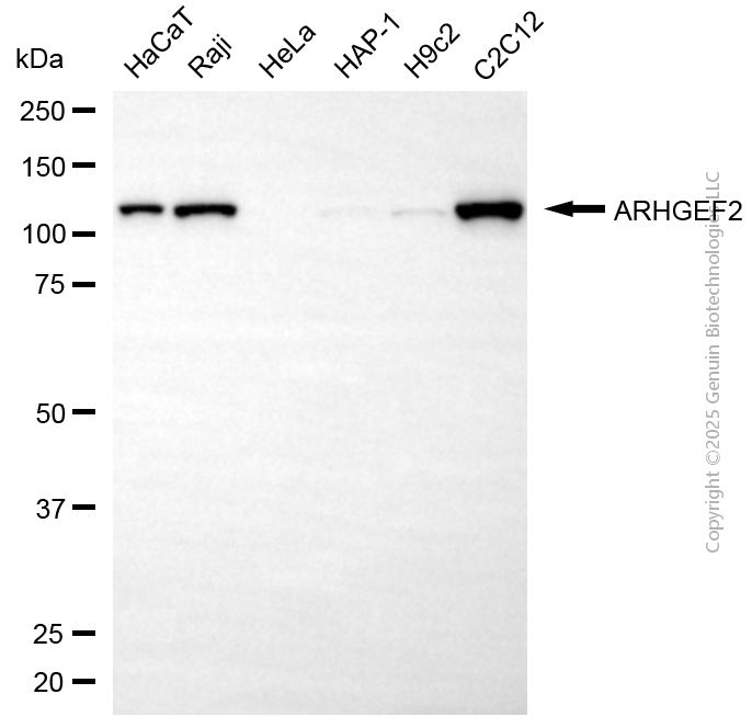 ARHGEF2 antibody