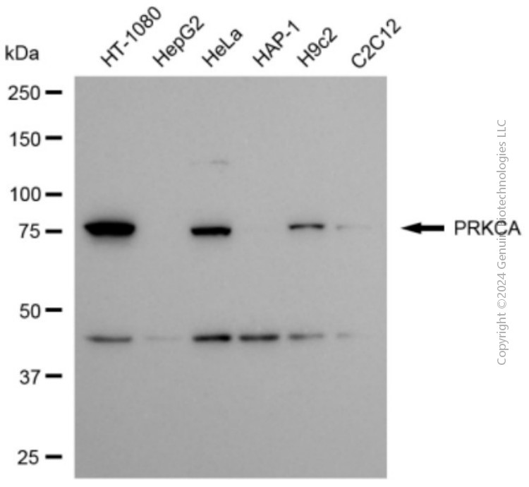 PRKCA antibody