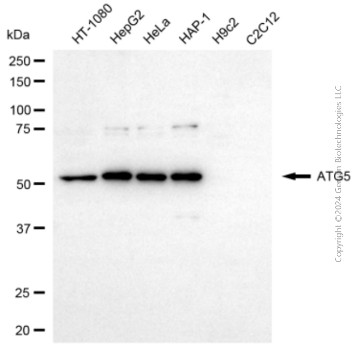 ATG5 antibody