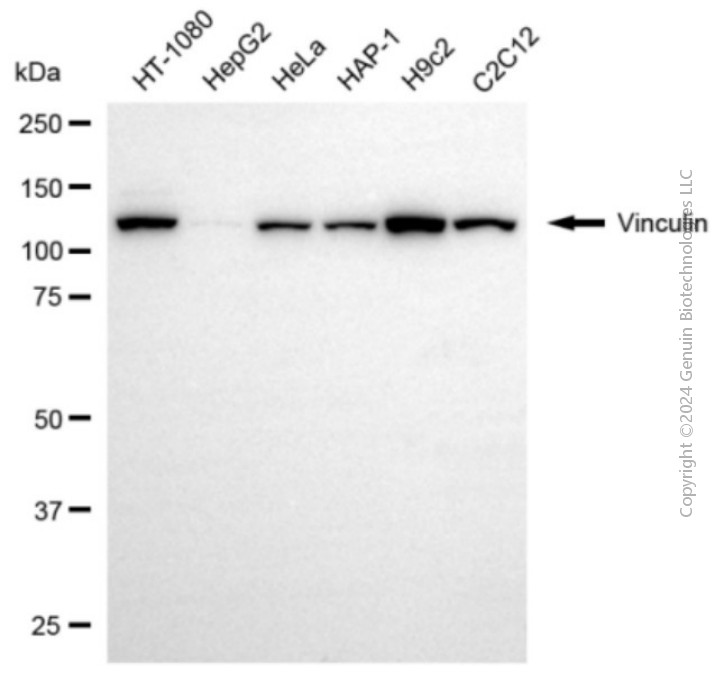 VCL antibody