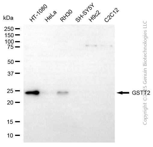 GSTT2 antibody