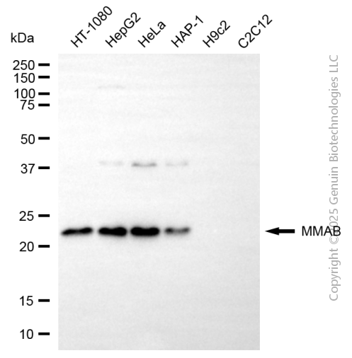 MMAB antibody