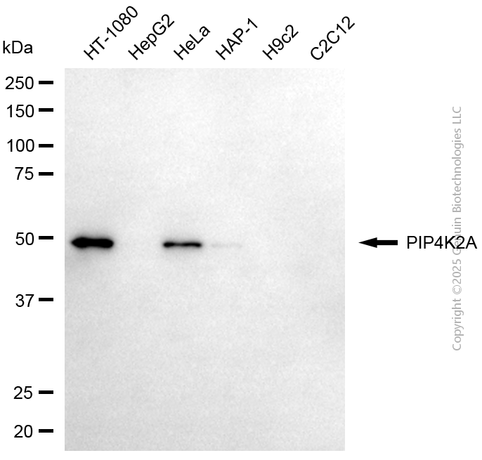 PIP4K2A antibody