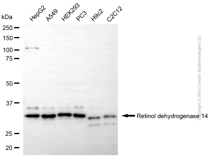RDH14 antibody