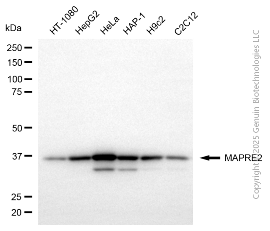 MAPRE2 antibody