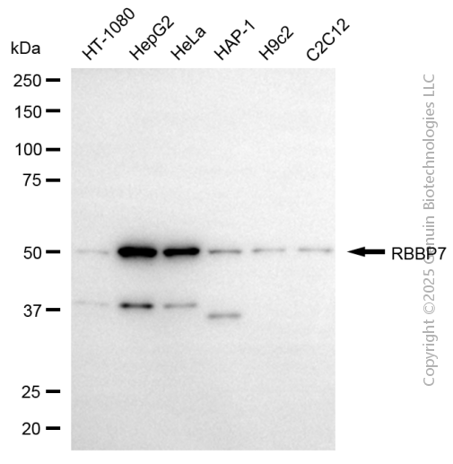 RBBP7 antibody