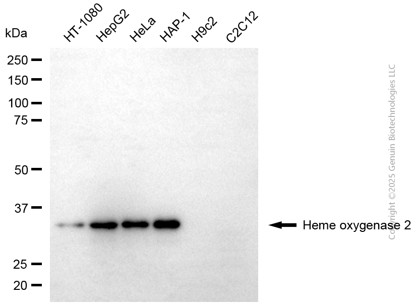 HMOX2 antibody