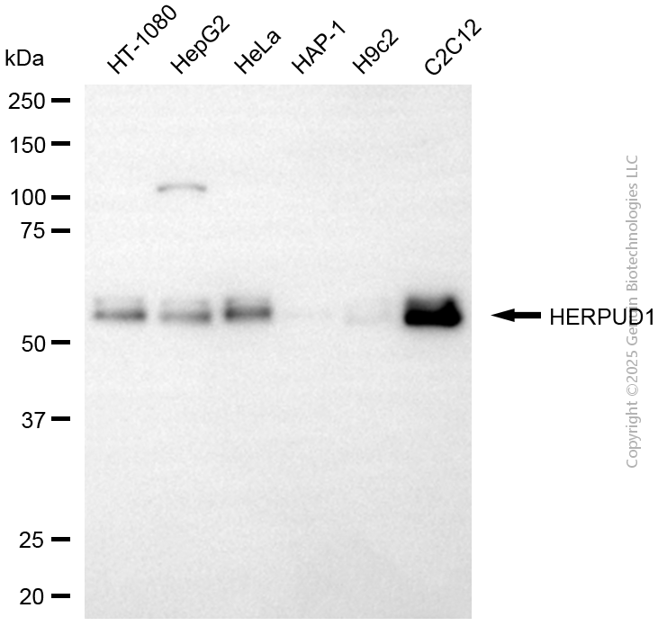 HERPUD1 antibody