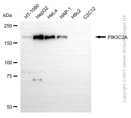 PIK3C2A antibody