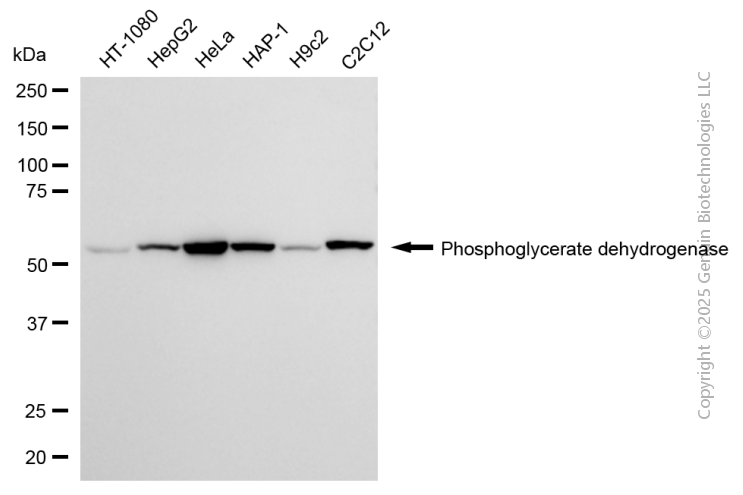PHGDH antibody