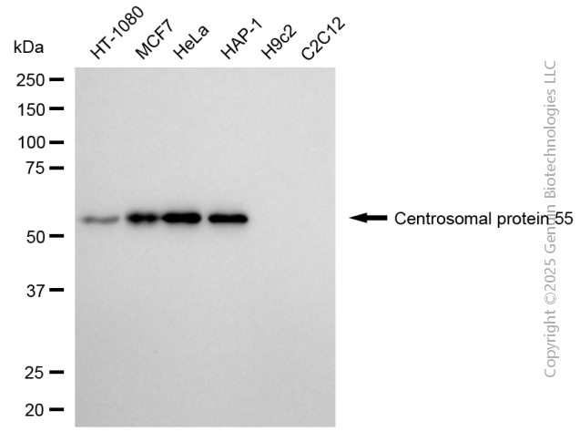 CEP55 antibody