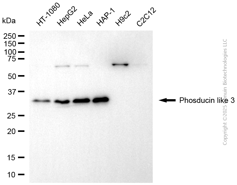 PDCL3 antibody