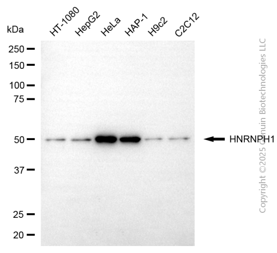 HNRNPH1 antibody