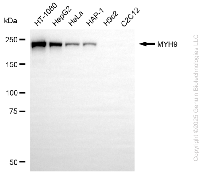 MYH9 antibody