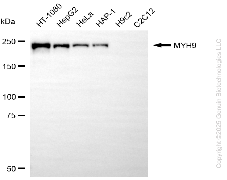 MYH9 antibody