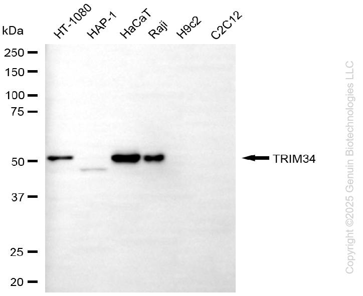 TRIM34 antibody