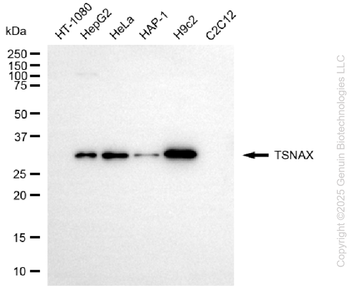 TSNAX antibody
