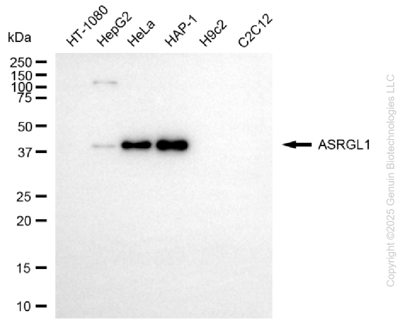 ASRGL1 antibody