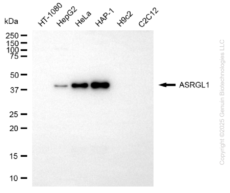ASRGL1 antibody