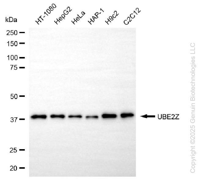 UBE2Z antibody