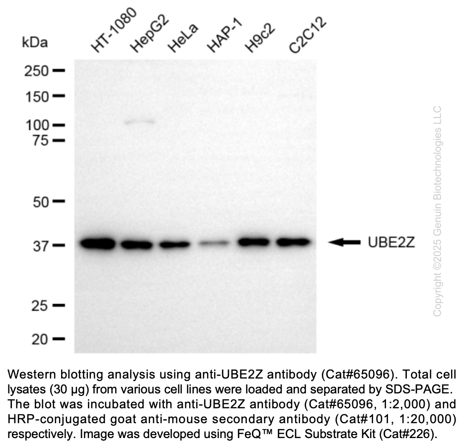 UBE2Z antibody