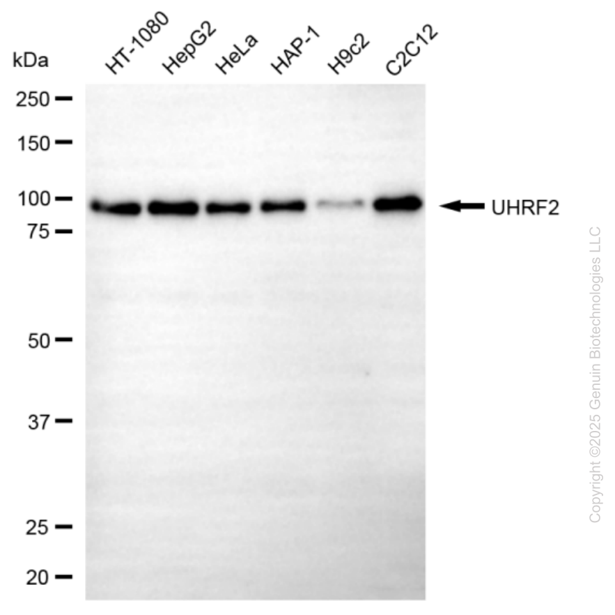 UHRF2 antibody