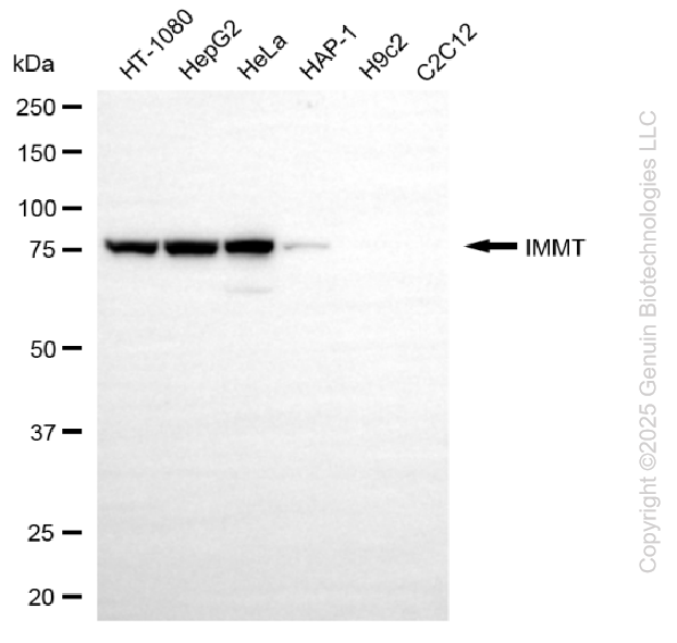 IMMT antibody