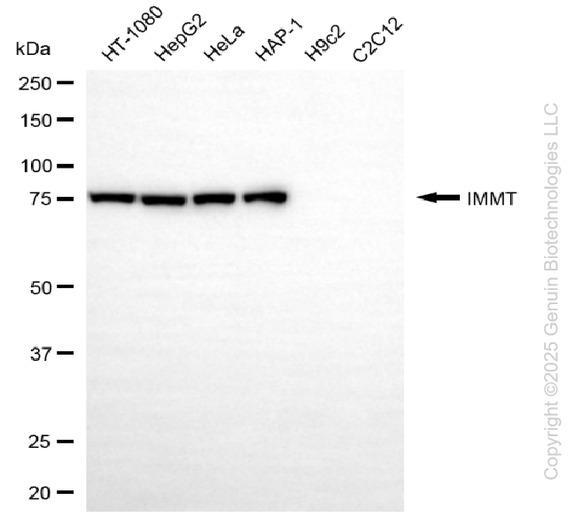 IMMT antibody
