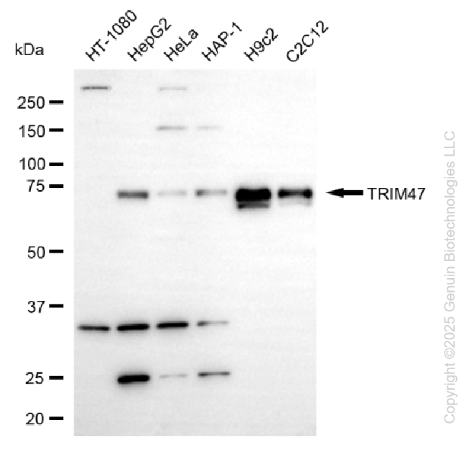 TRIM47 antibody