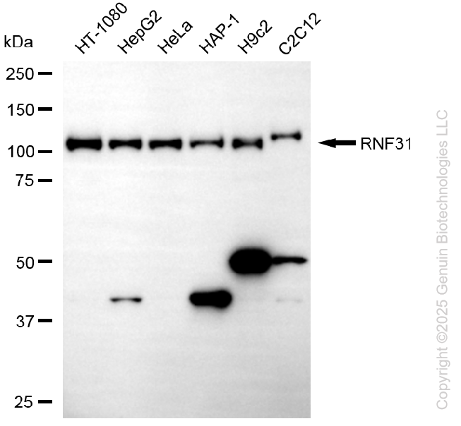 RNF31 antibody