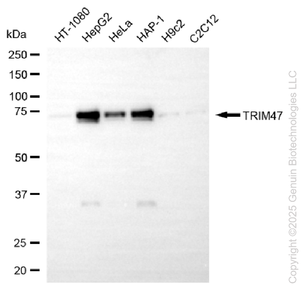 TRIM47 antibody