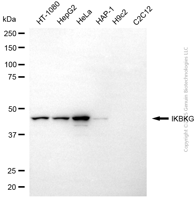 IKBKG antibody